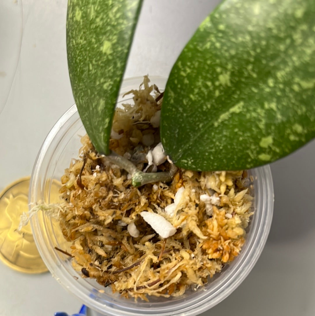 Hoya epc 600 / epc-600 - 2 nodes - has short stem Unrooted