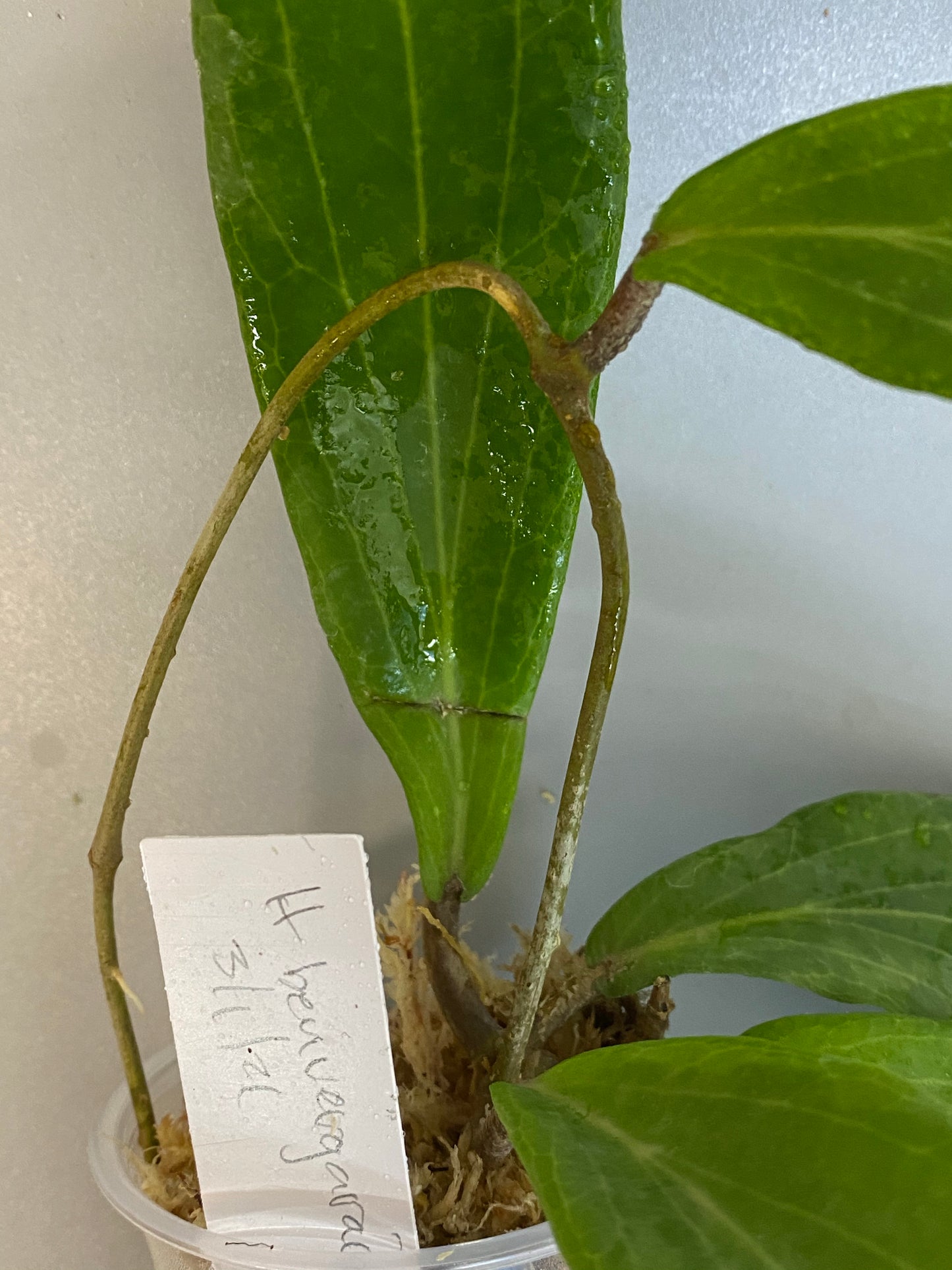 Hoya Benvergarai - unrooted