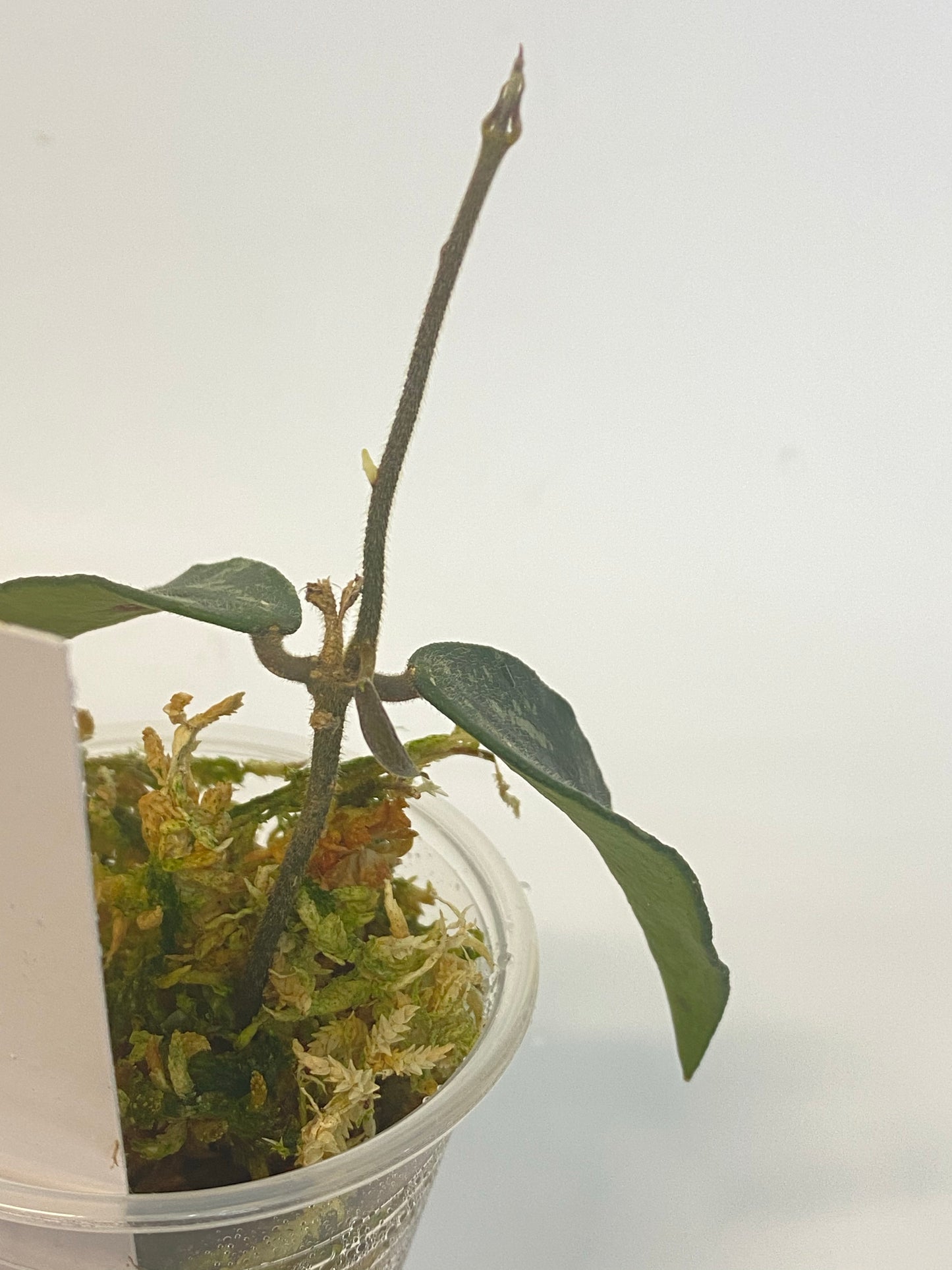 Hoya phuwuaensis - active growth