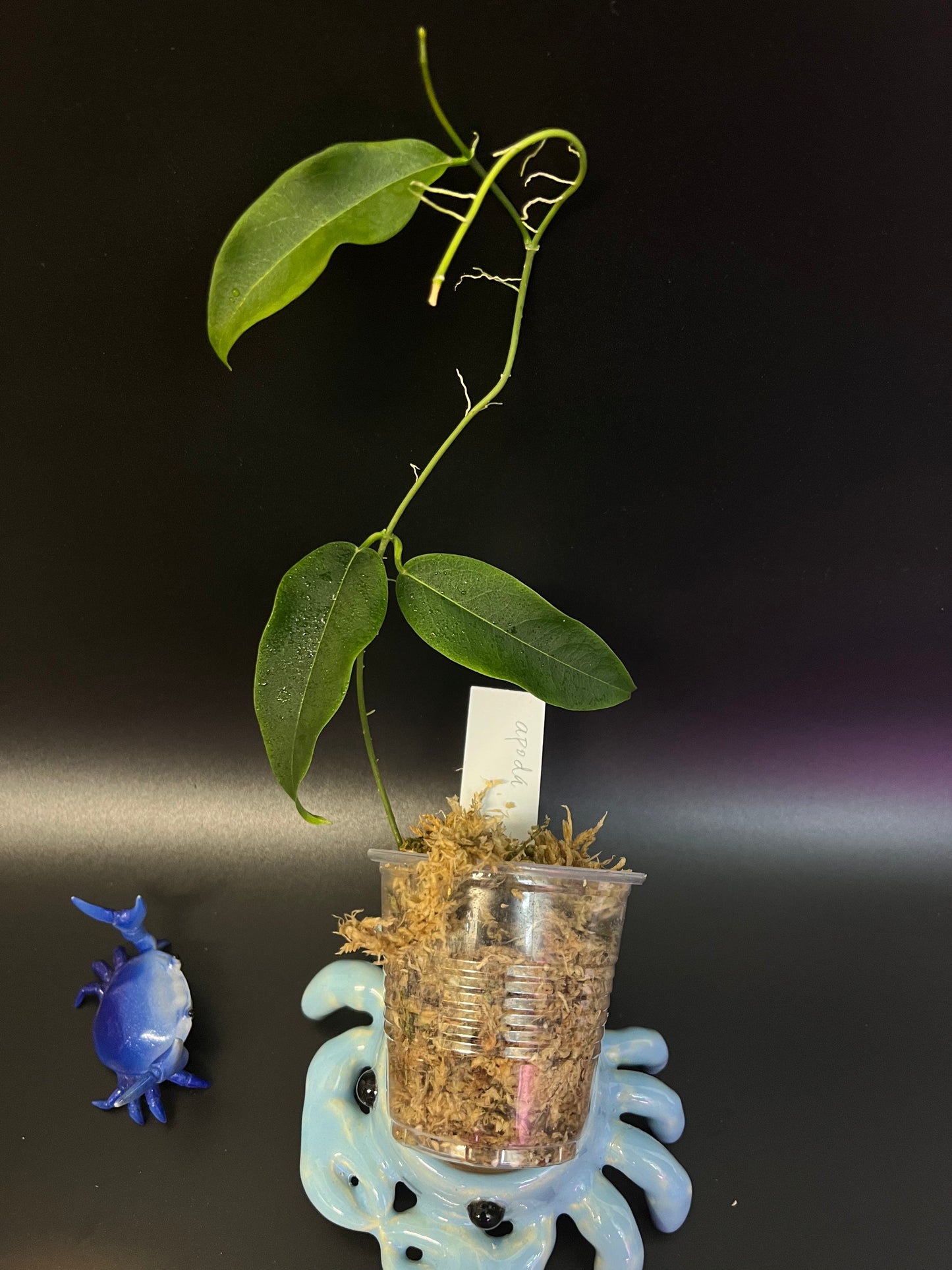 Hoya apoda - Unrooted