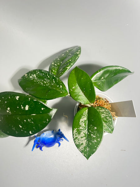 Hoya carnosa freckles splash - active growth