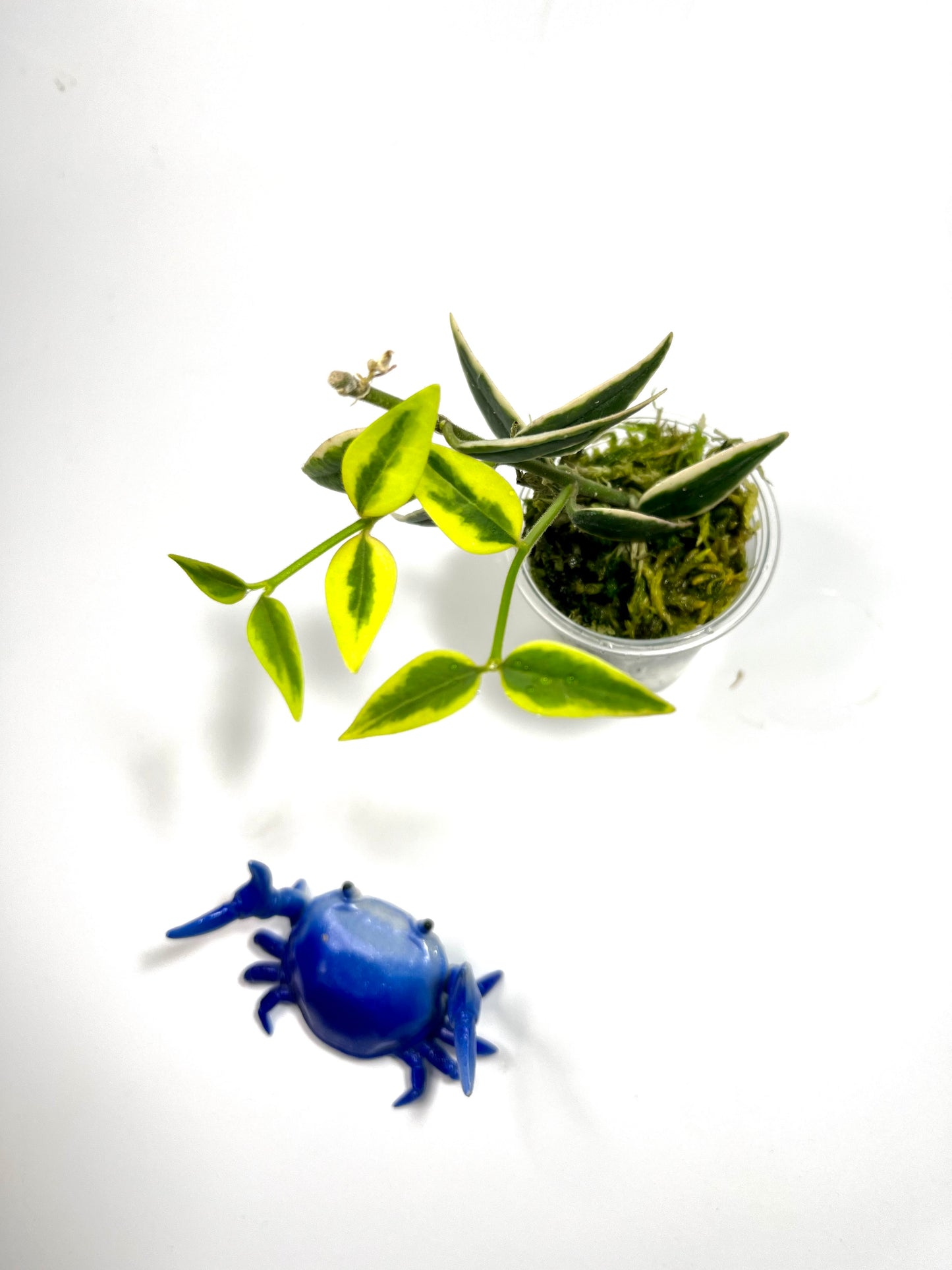 Hoya Bella outer variegation. (Albomarginata) - has some roots