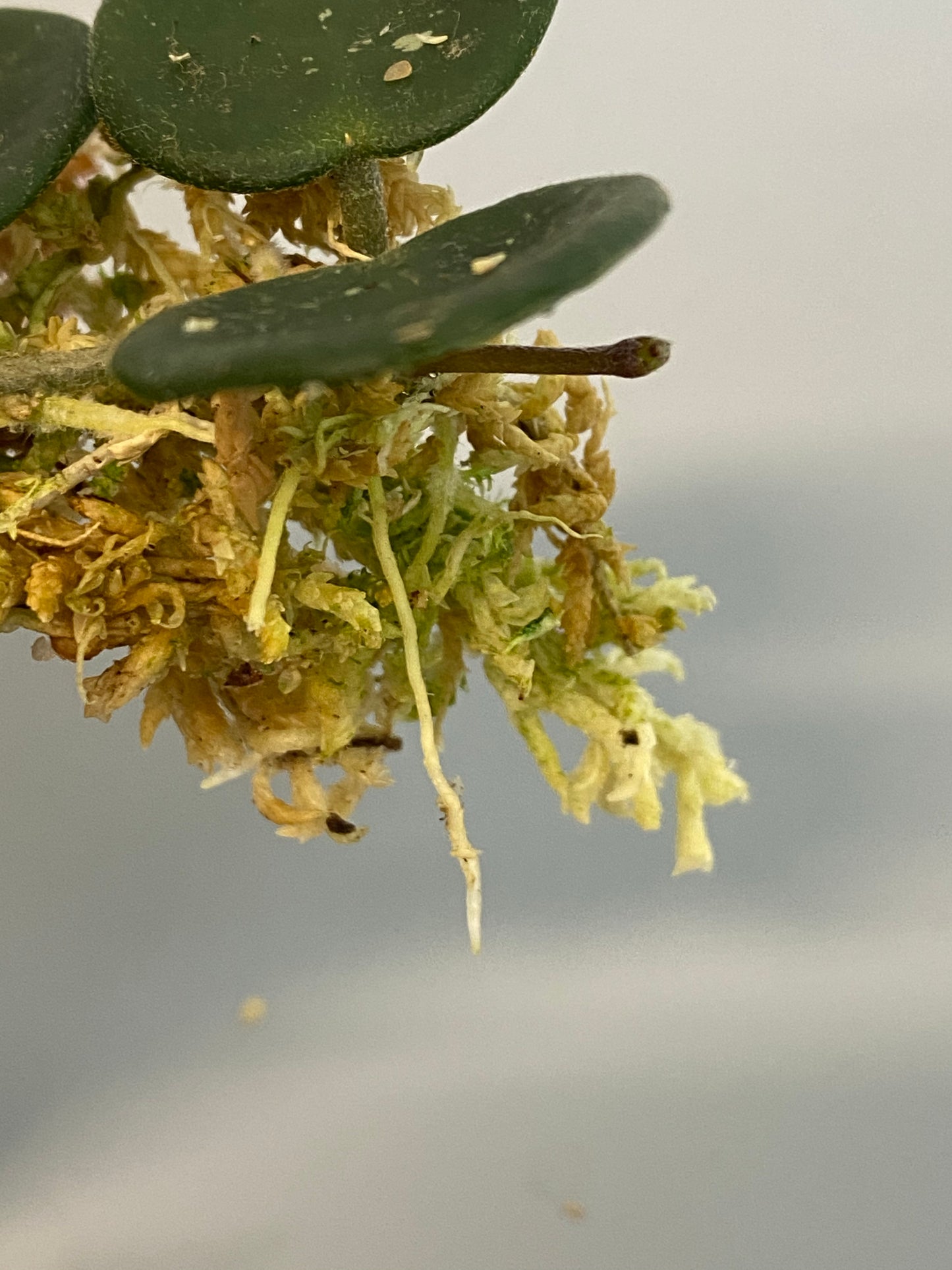 Hoya mathilde with active growth