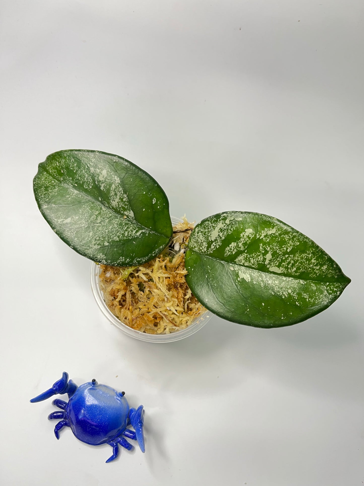 Hoya carnosa freckles splash - unrooted