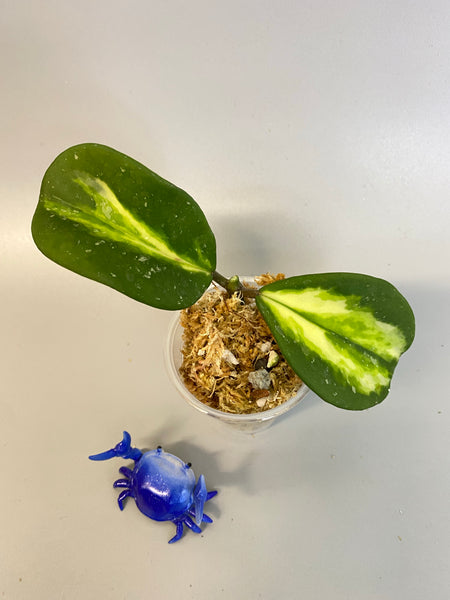 Hoya obovata variegated - Unrooted