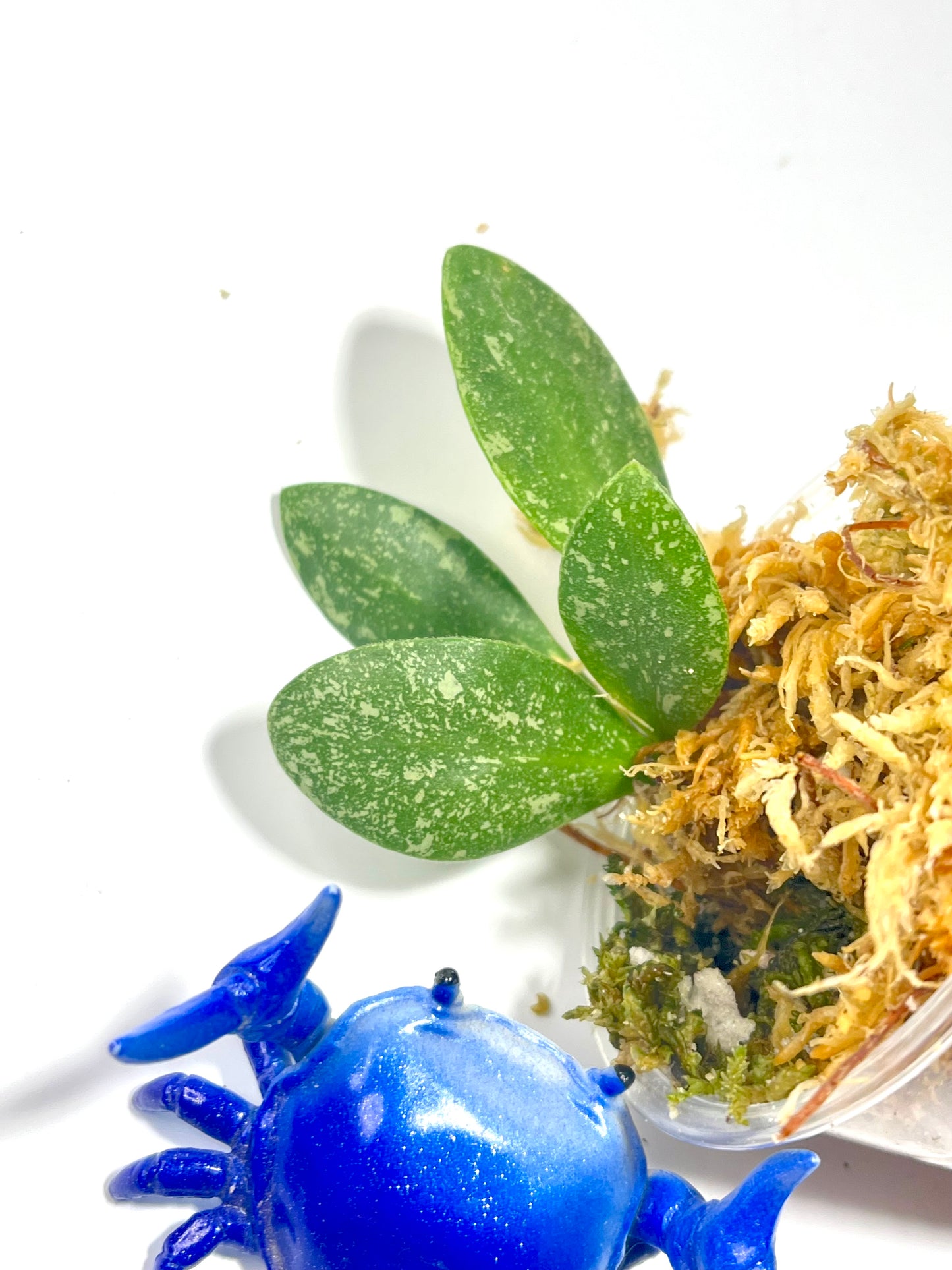 Hoya ets-10 - Unrooted