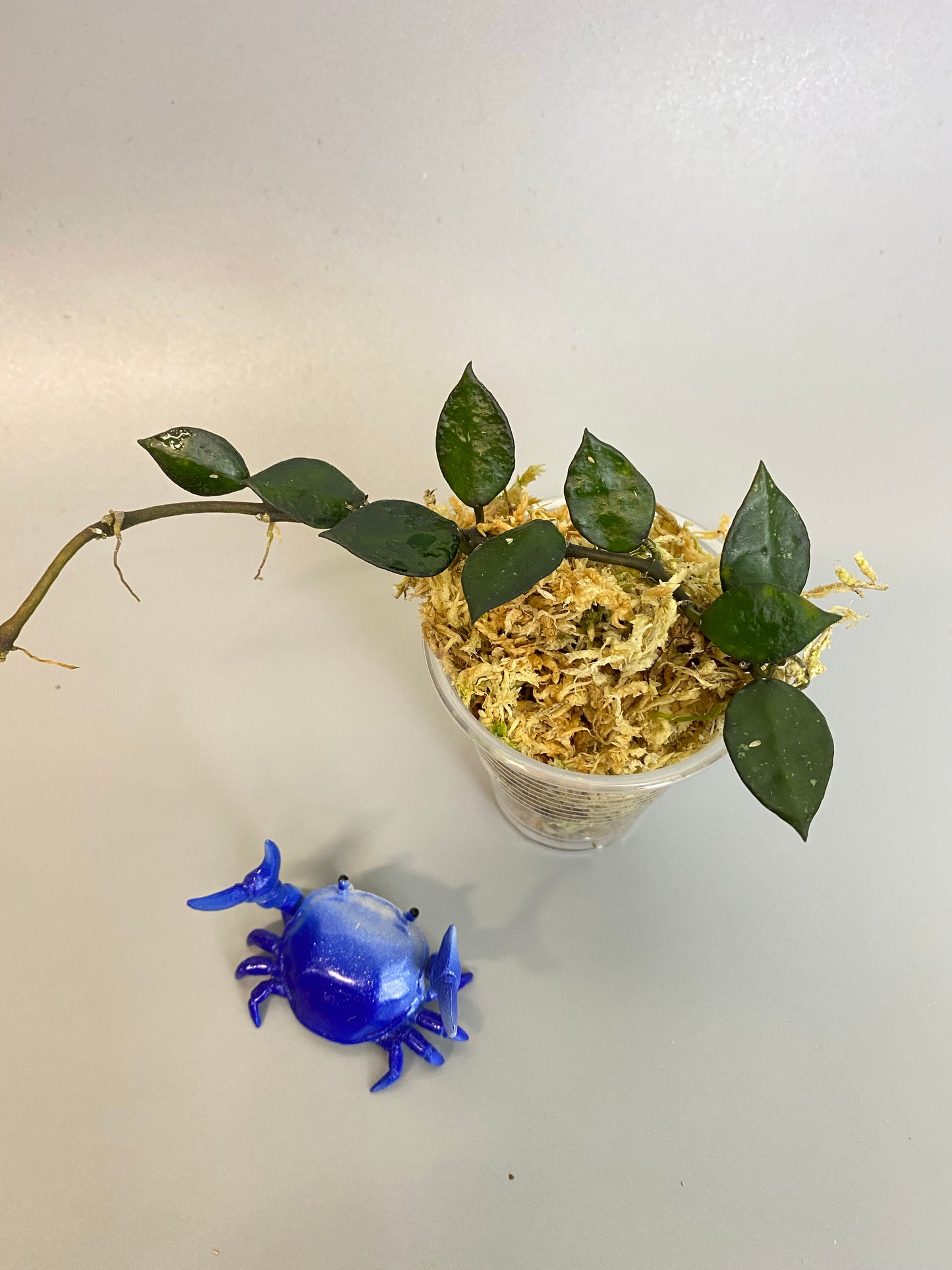 Hoya krohniana black - rooted