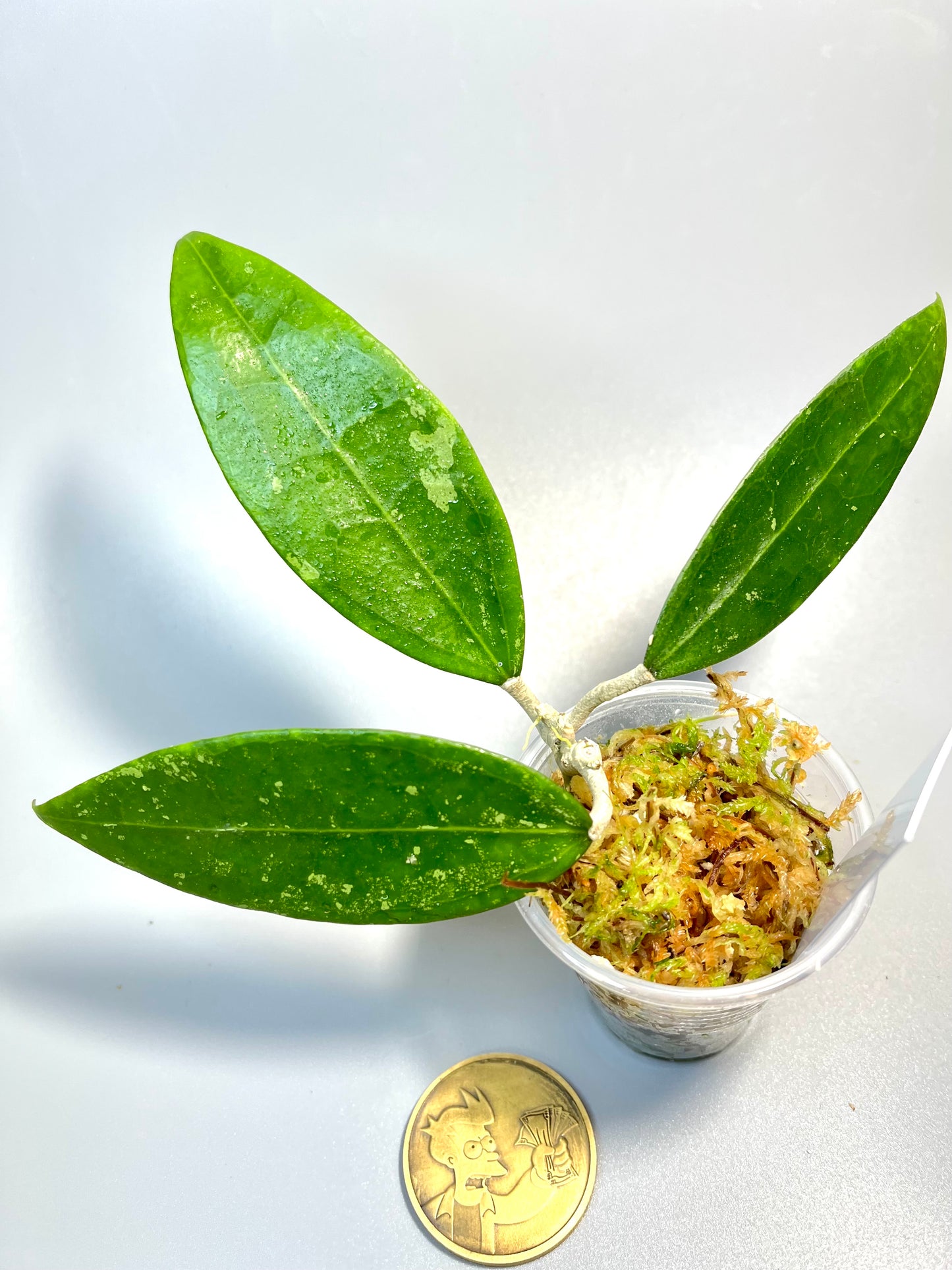 Hoya rhm 14-1 - has some roots