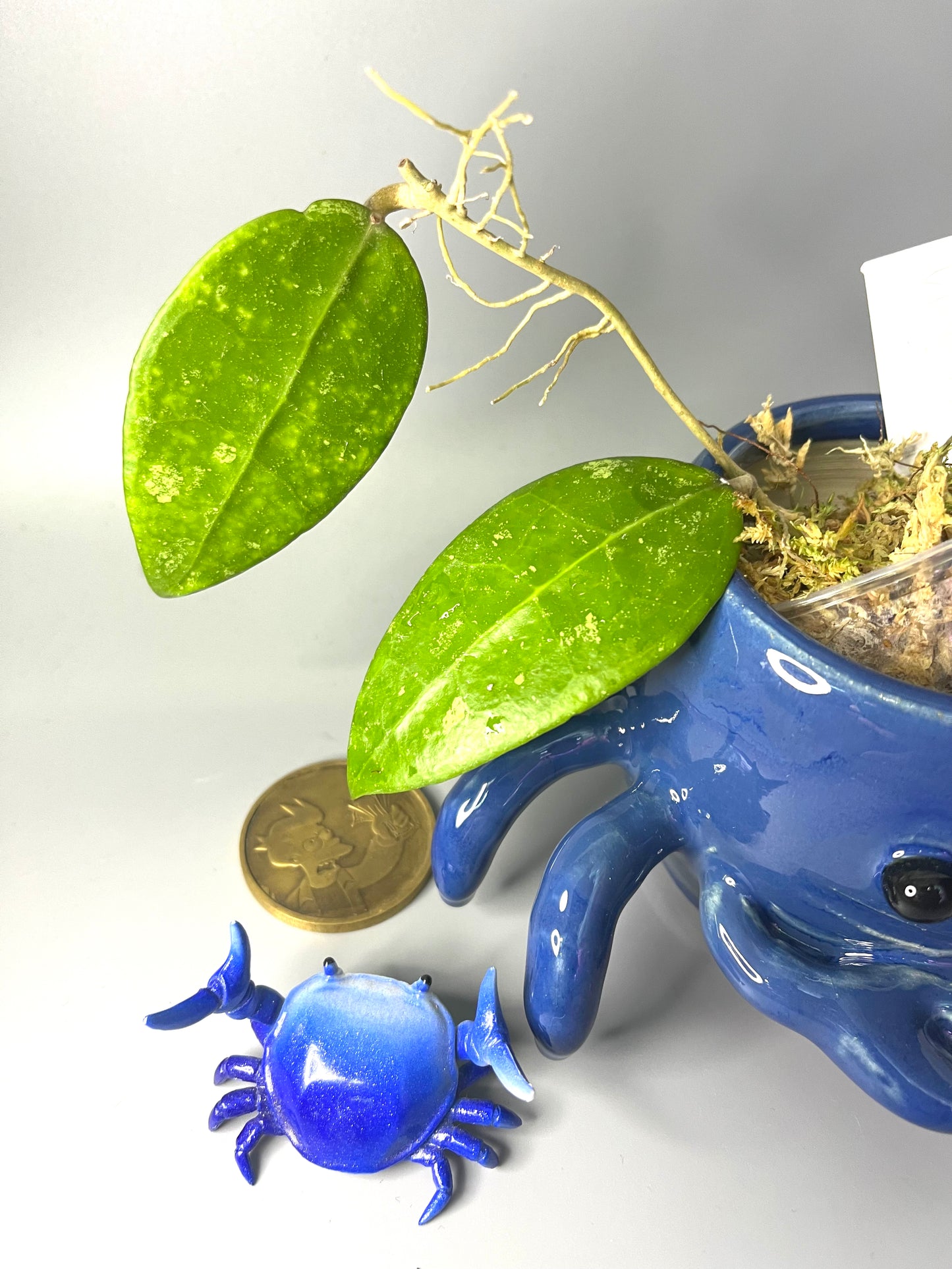 Hoya rhm 14-1 - Unrooted