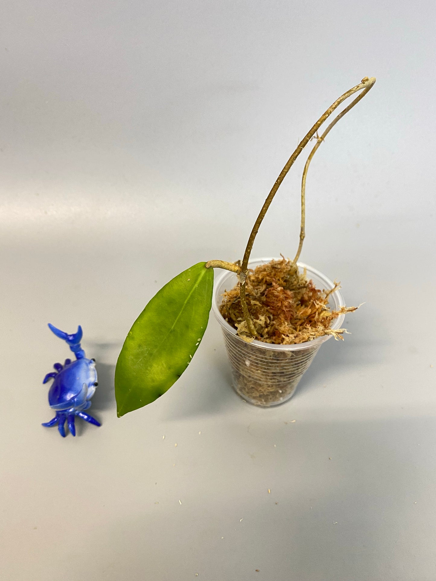 Hoya camphorifolia - Unrooted