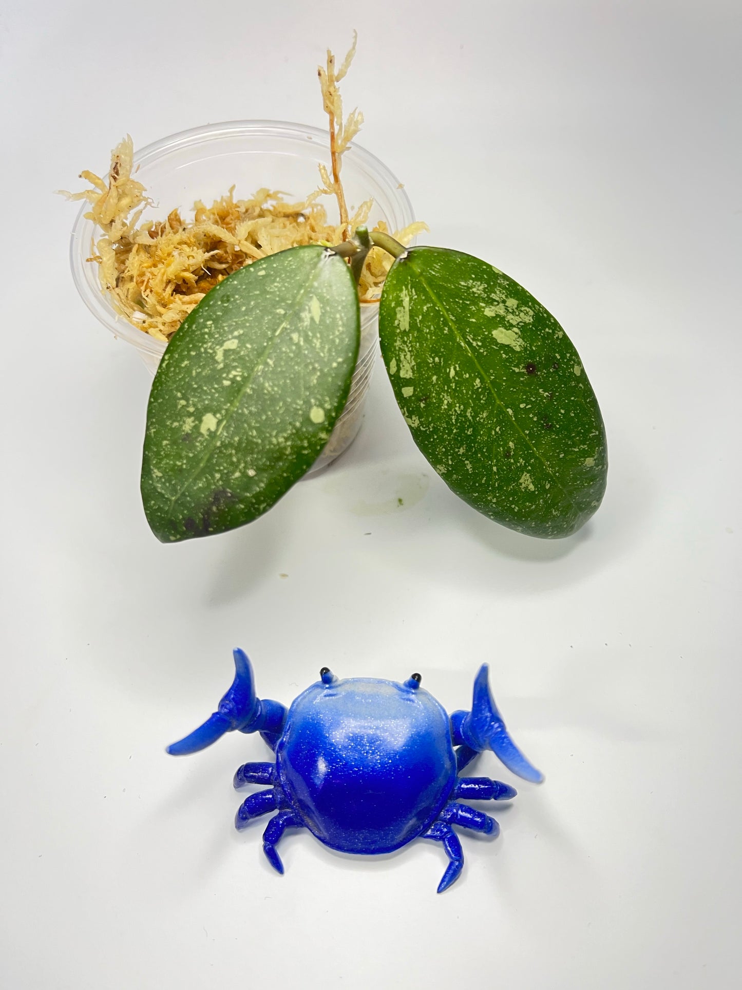 Hoya epc 600 / epc-600 - Unrooted