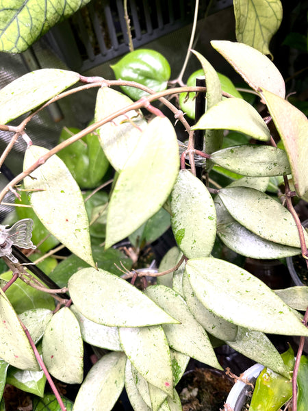 Hoya cui snow - fresh cut - 1 node / 1 leaf - Unrooted