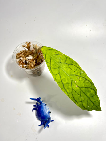Hoya cv marvels 1 node / 1 leaf - Unrooted