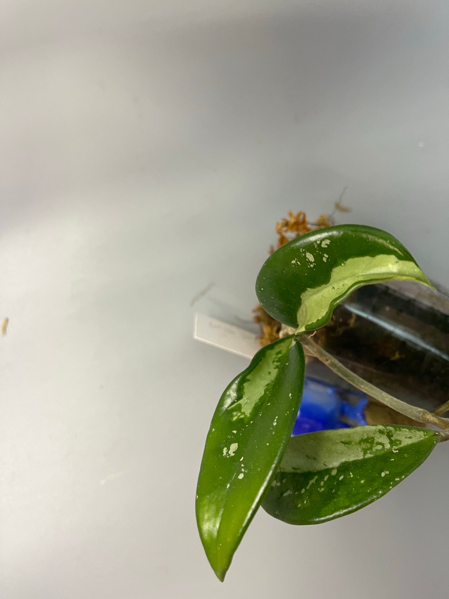 Hoya AH-074 silver clone- has some roots