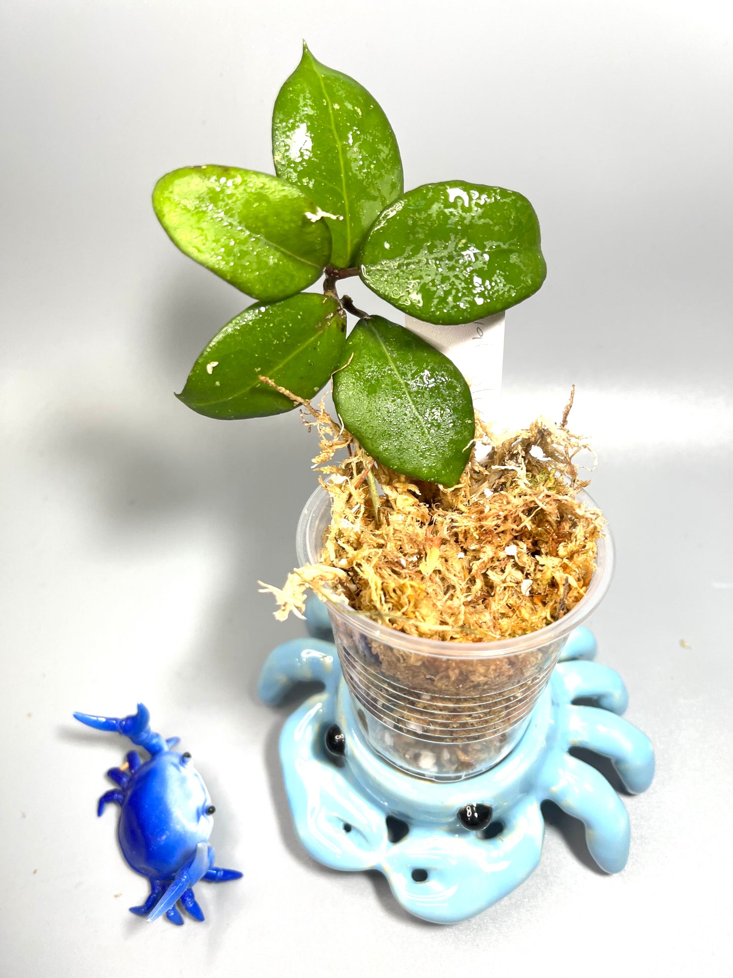 Hoya ovalifolia - Unrooted