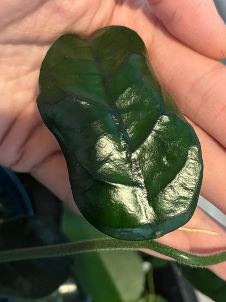 Hoya villosa cao dang / Cao bang- fresh cut - 1 node/1 leaf - unrooted