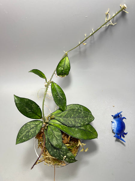 Hoya crassipetiolata splash - active growth