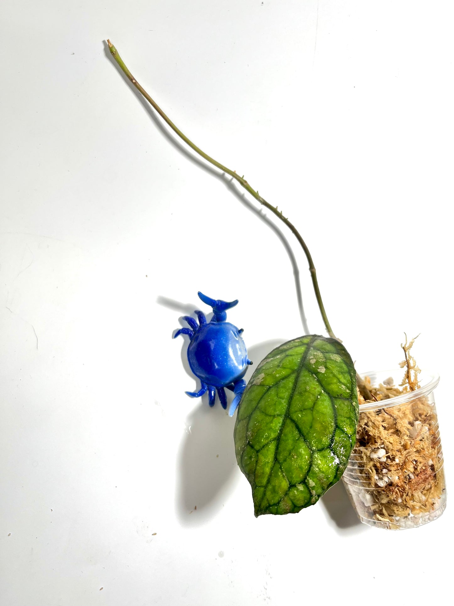 Hoya cv larisa splash - Unrooted