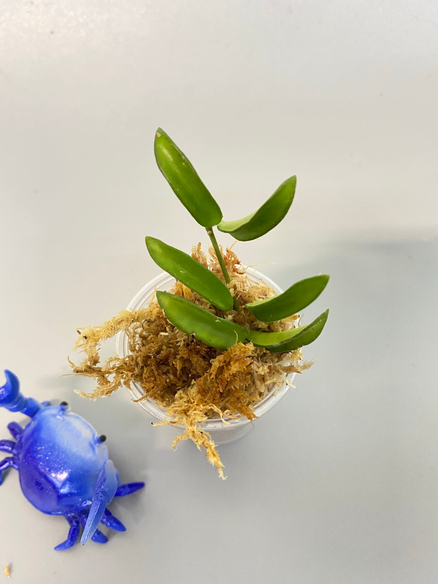 Hoya EPC 319 / PG04 / mini wayettii - unrooted