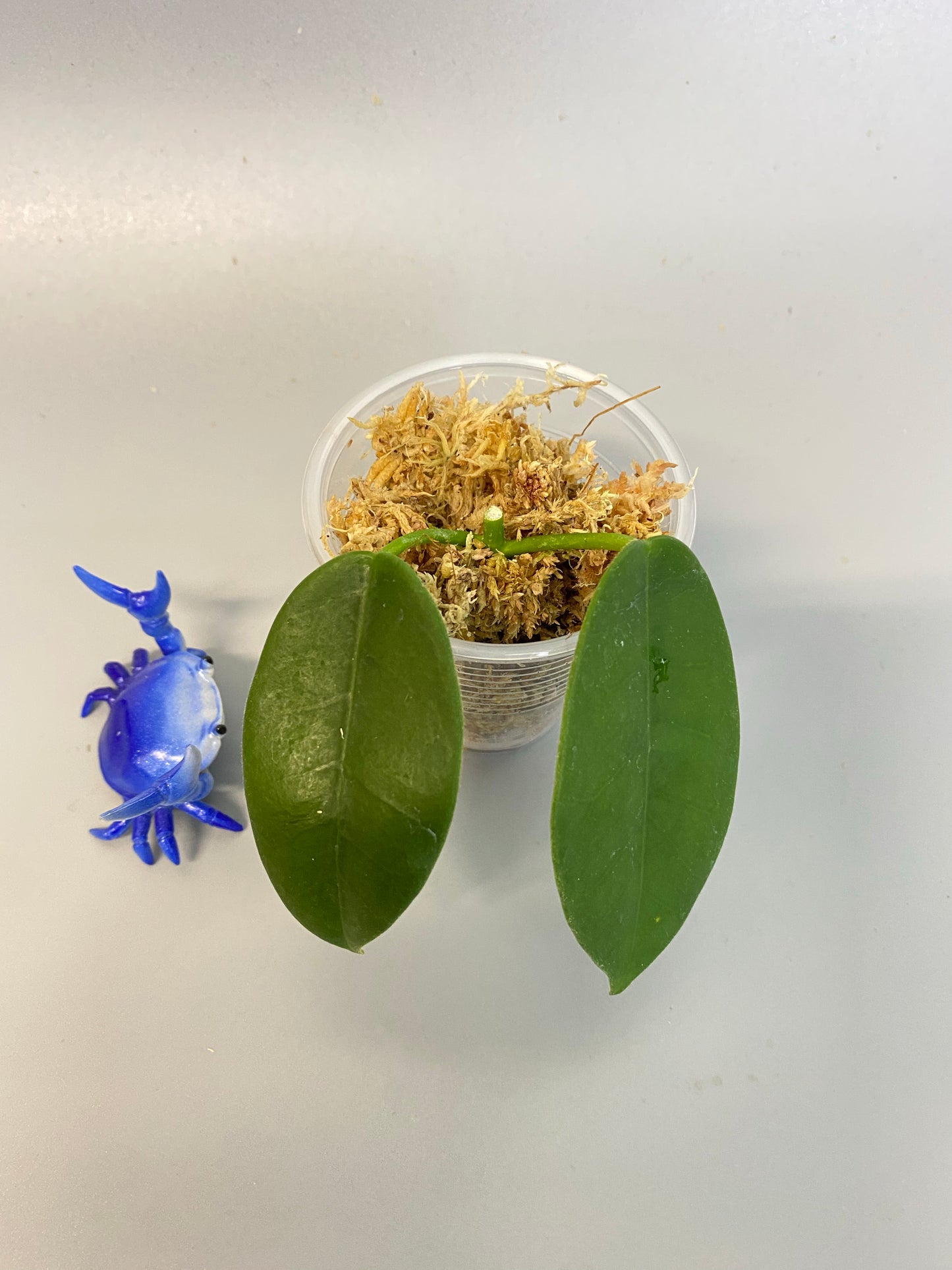 Hoya png yellow - just starting to root (1/2” root)