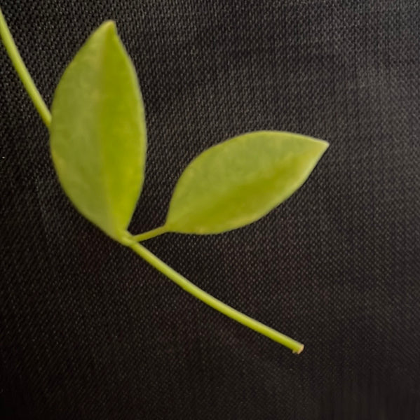 Hoya collina - fresh cut - 1 node - unrooted