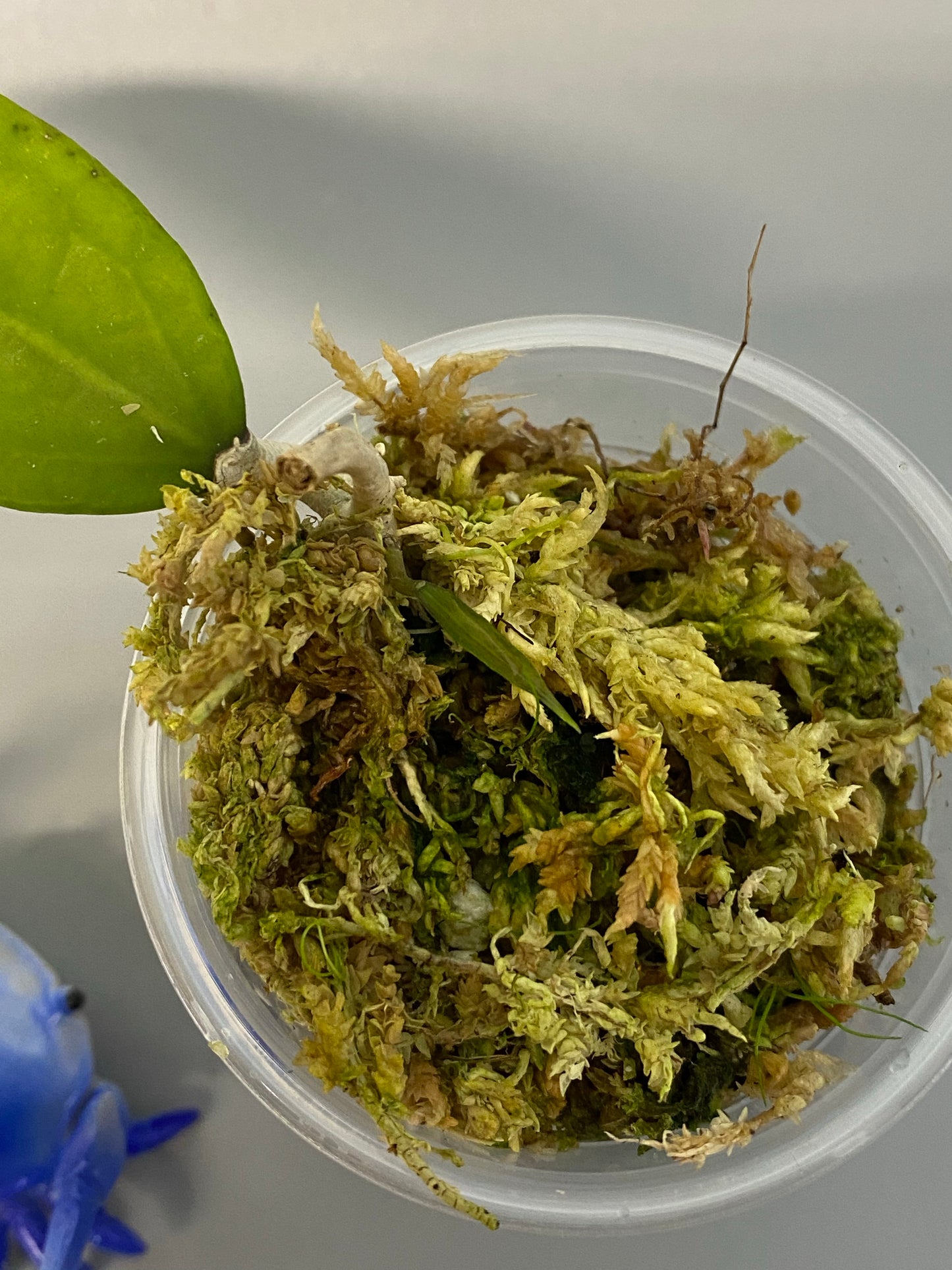 Hoya Amoena with active growth