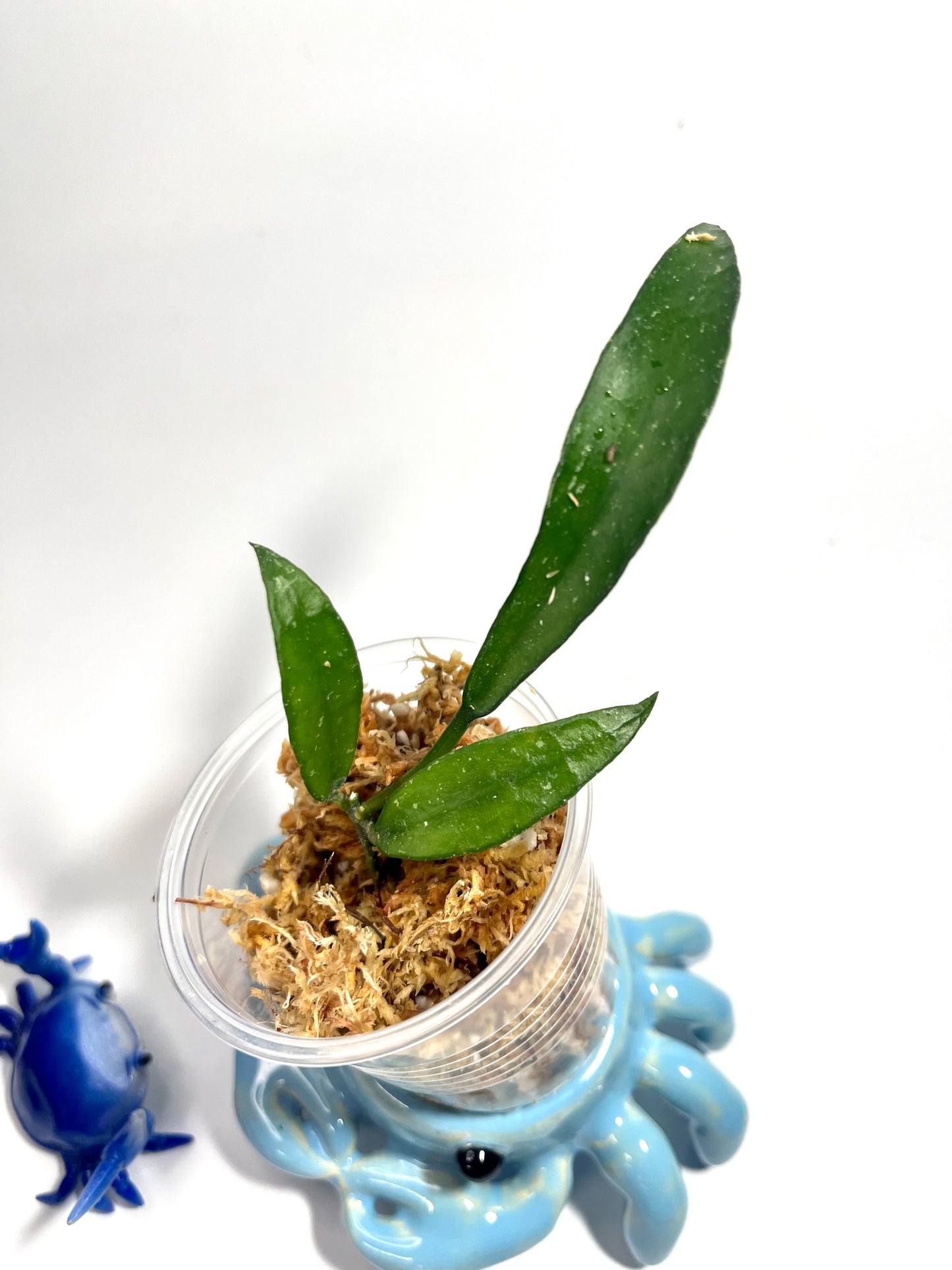 Hoya lacunosa mr tent EPC 329 - Unrooted