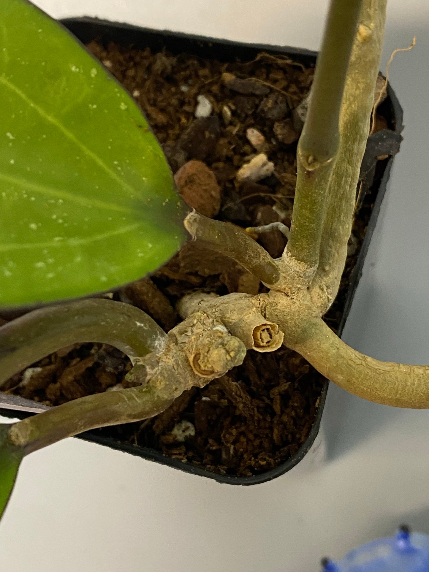 Hoya Latifolia - large leaf hoya - vining