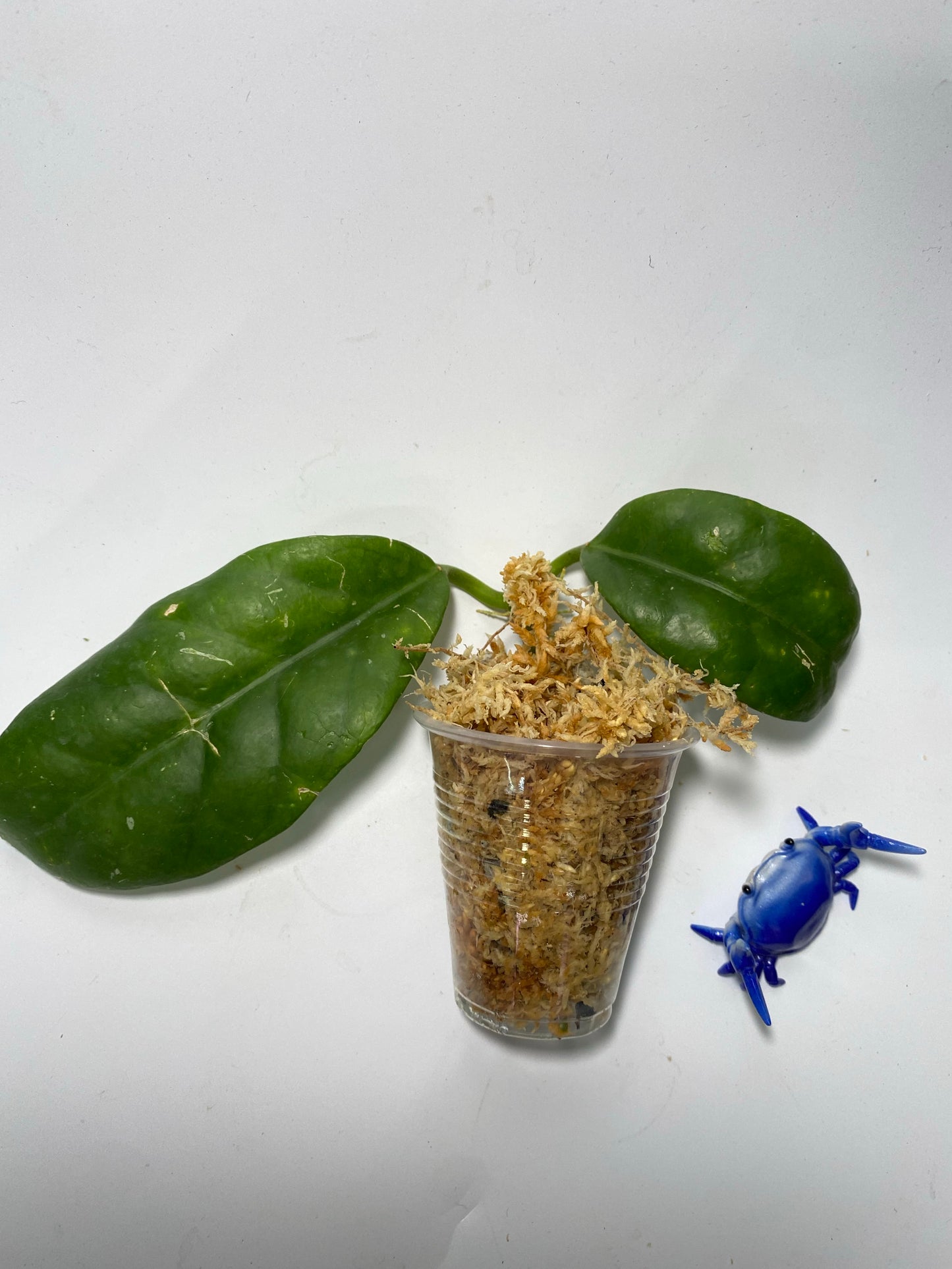 Hoya sp doi tung - unrooted