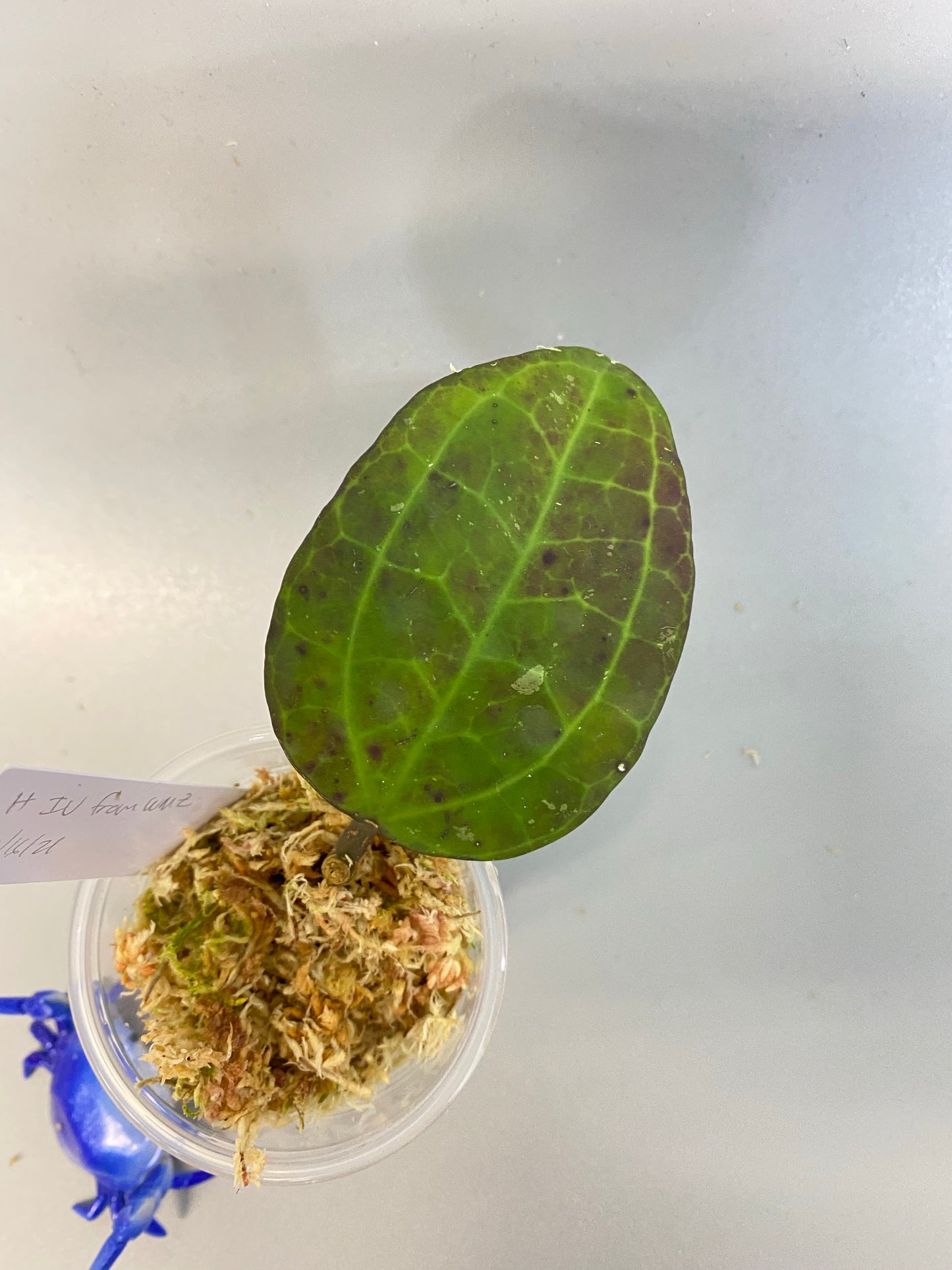 Hoya IV from WMZ - just starting to root.