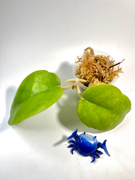 Hoya cardiophylla - Unrooted