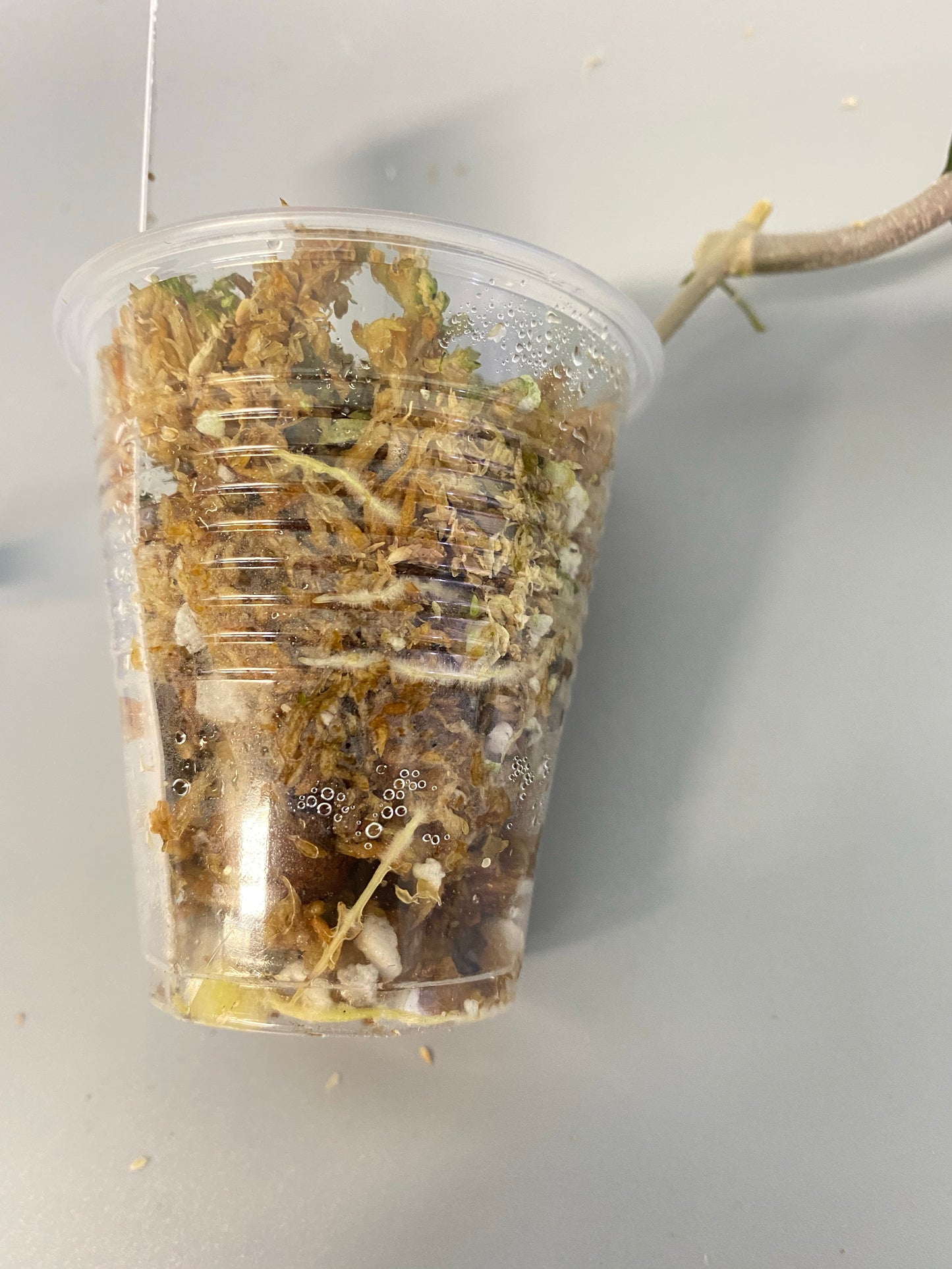 Hoya fusco marginata - has roots