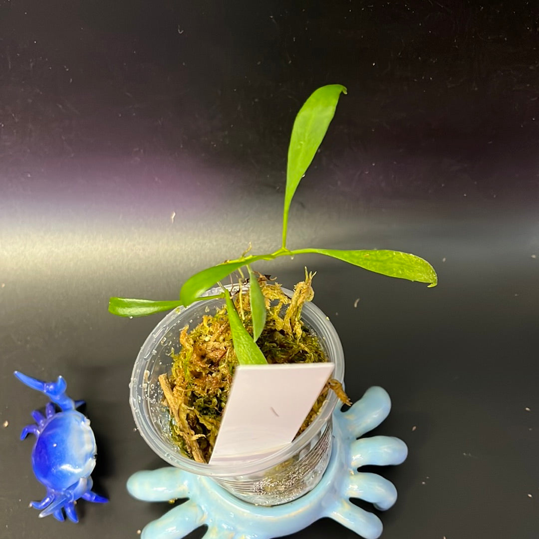 Hoya tsangii (real species) - starting to root