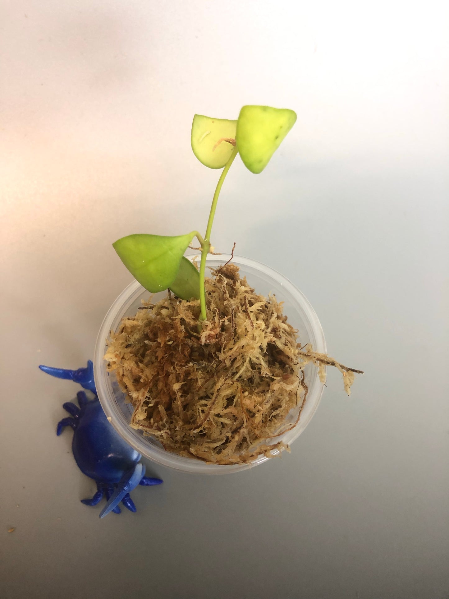 Hoya heuschkeliana - starting to root