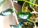 Hoya png sv 441 aff onychoides - fresh cut - 1 node - unrooted