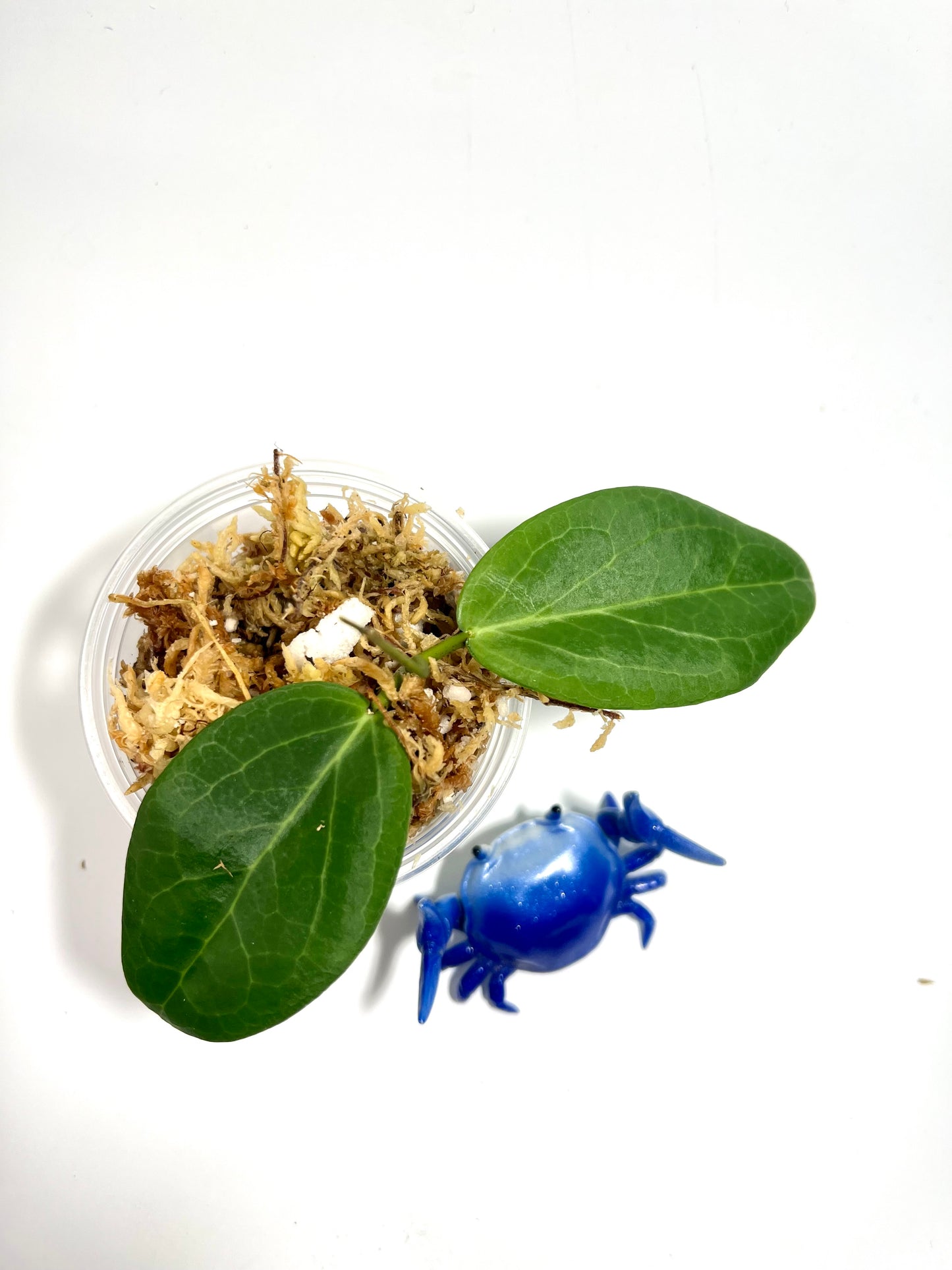 Hoya cutis-porcelana - unrooted