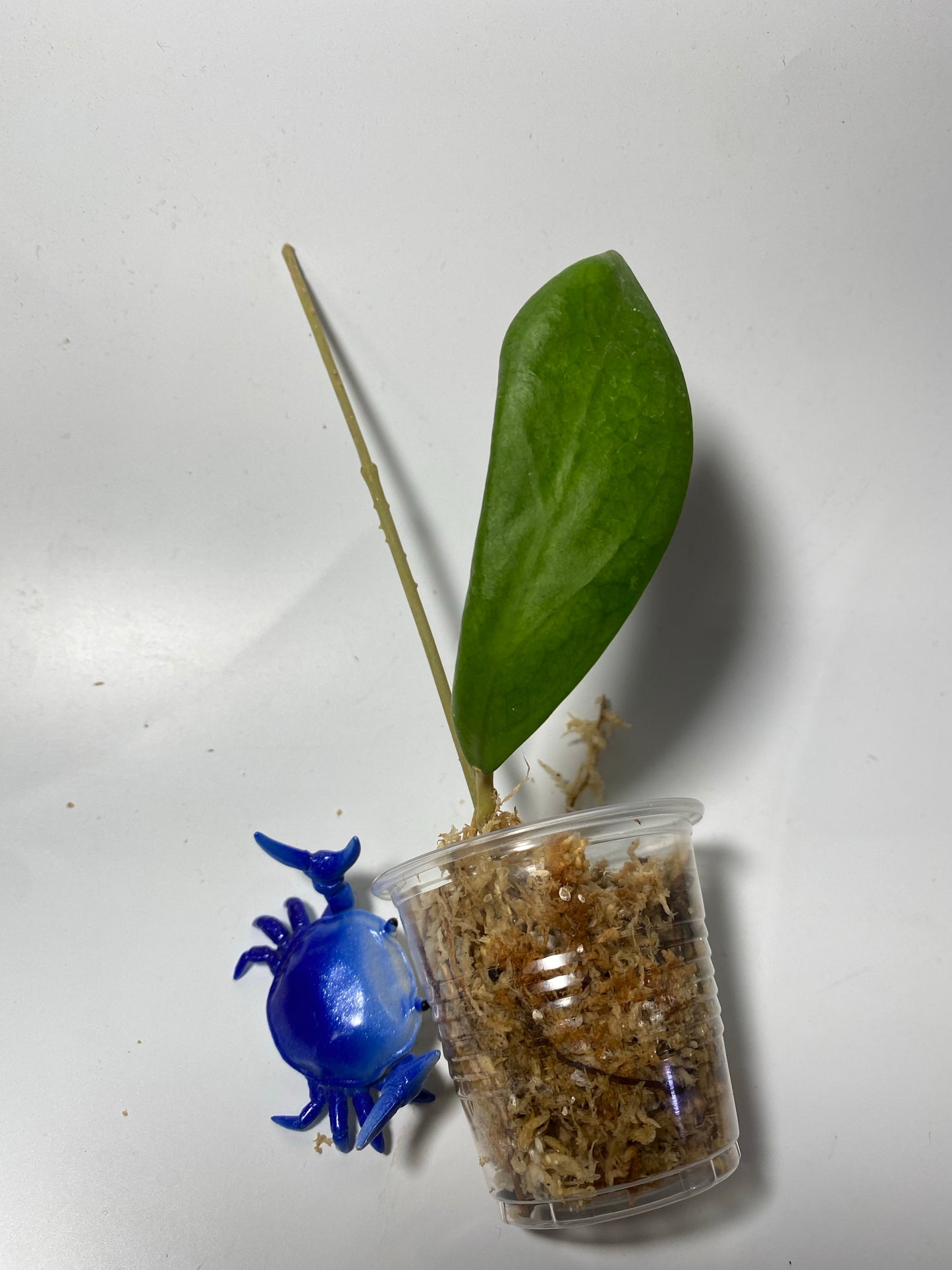 Hoya elmeri - Unrooted