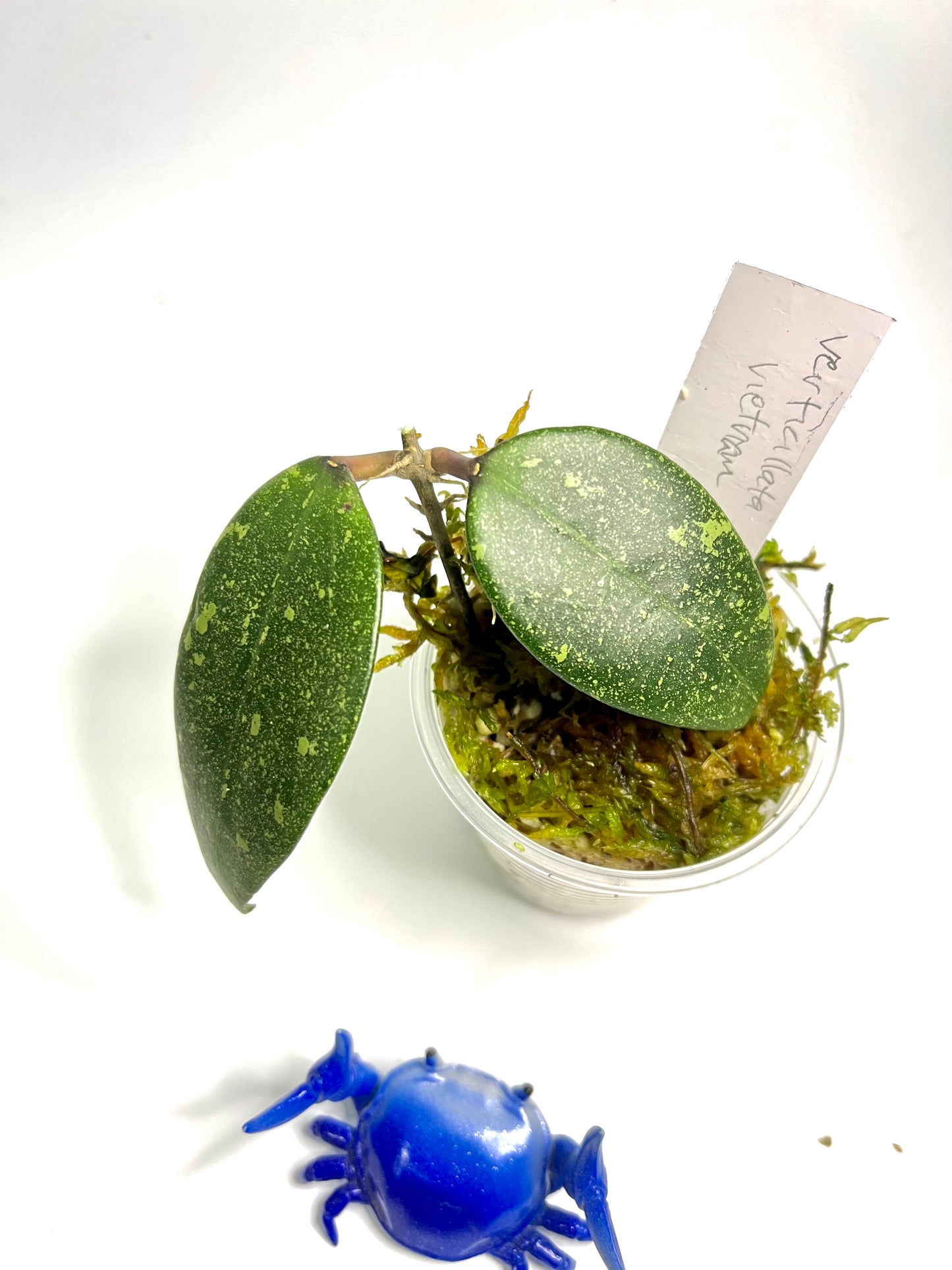 Hoya aff Verticillata vietnam - has some roots