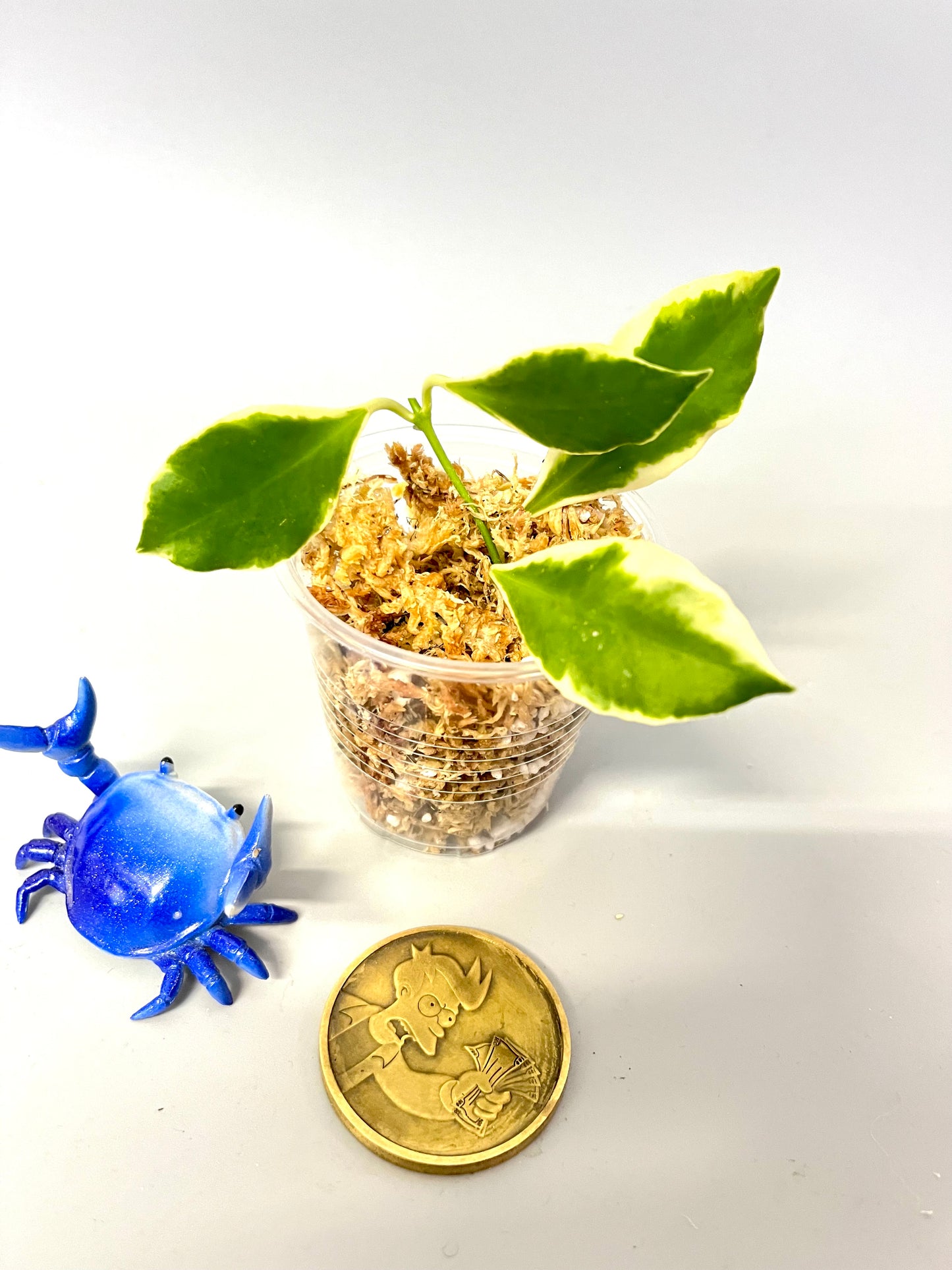 Hoya heuschkeliana albomarginata - Unrooted