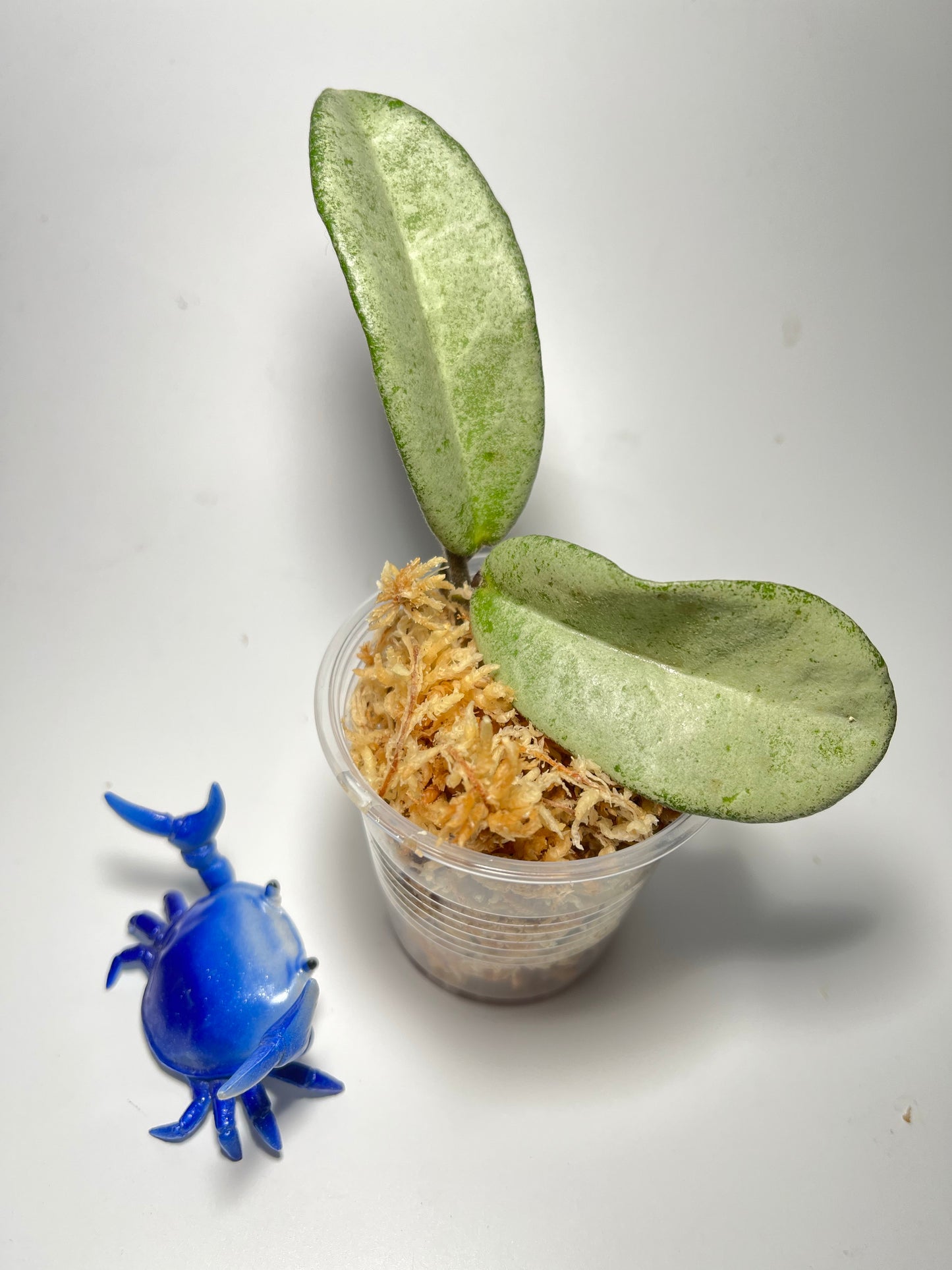 Hoya carnosa grey ghost - Unrooted