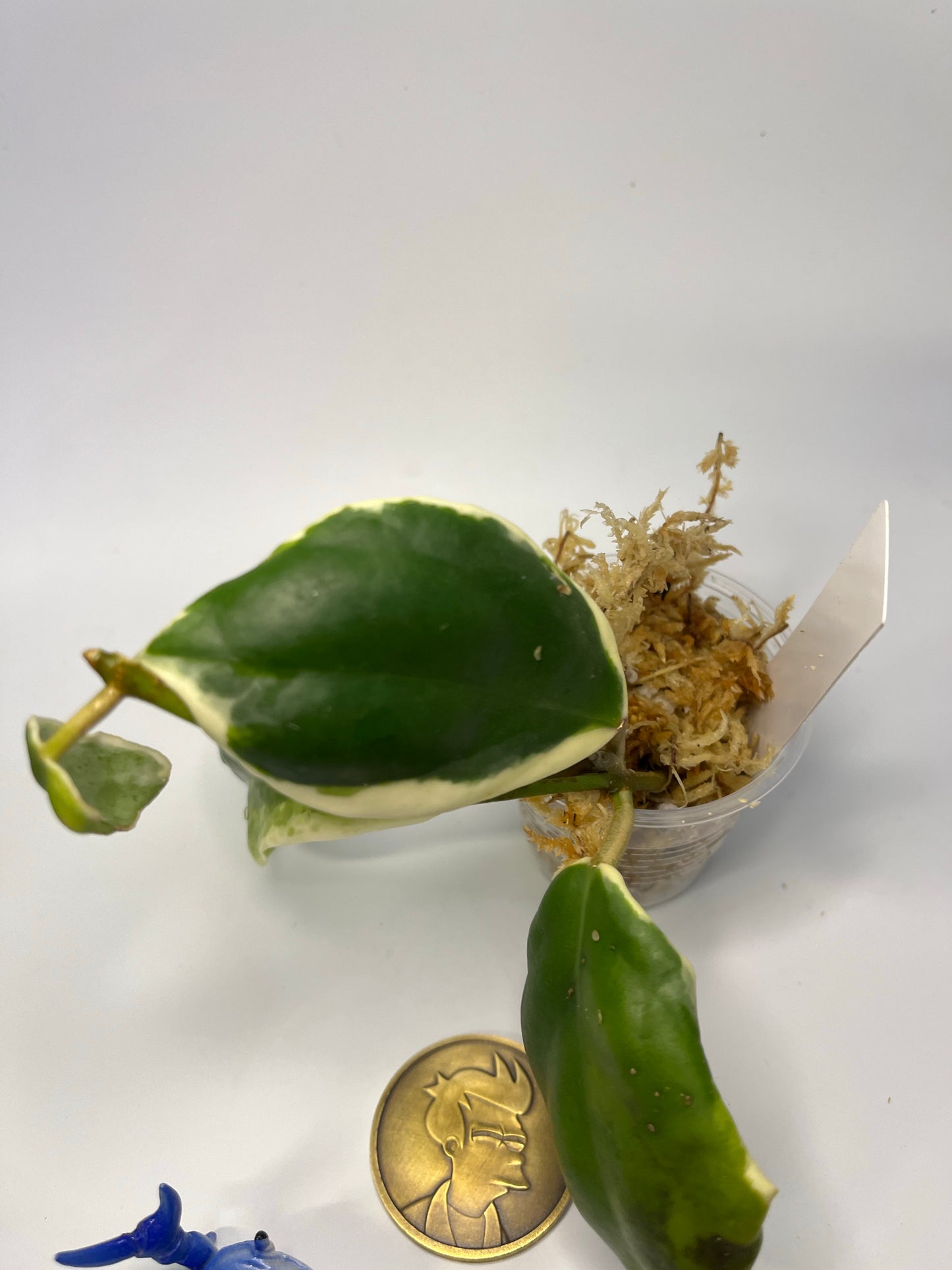 Hoya incrassata albomarginata / ‘eclipse’ - unrooted