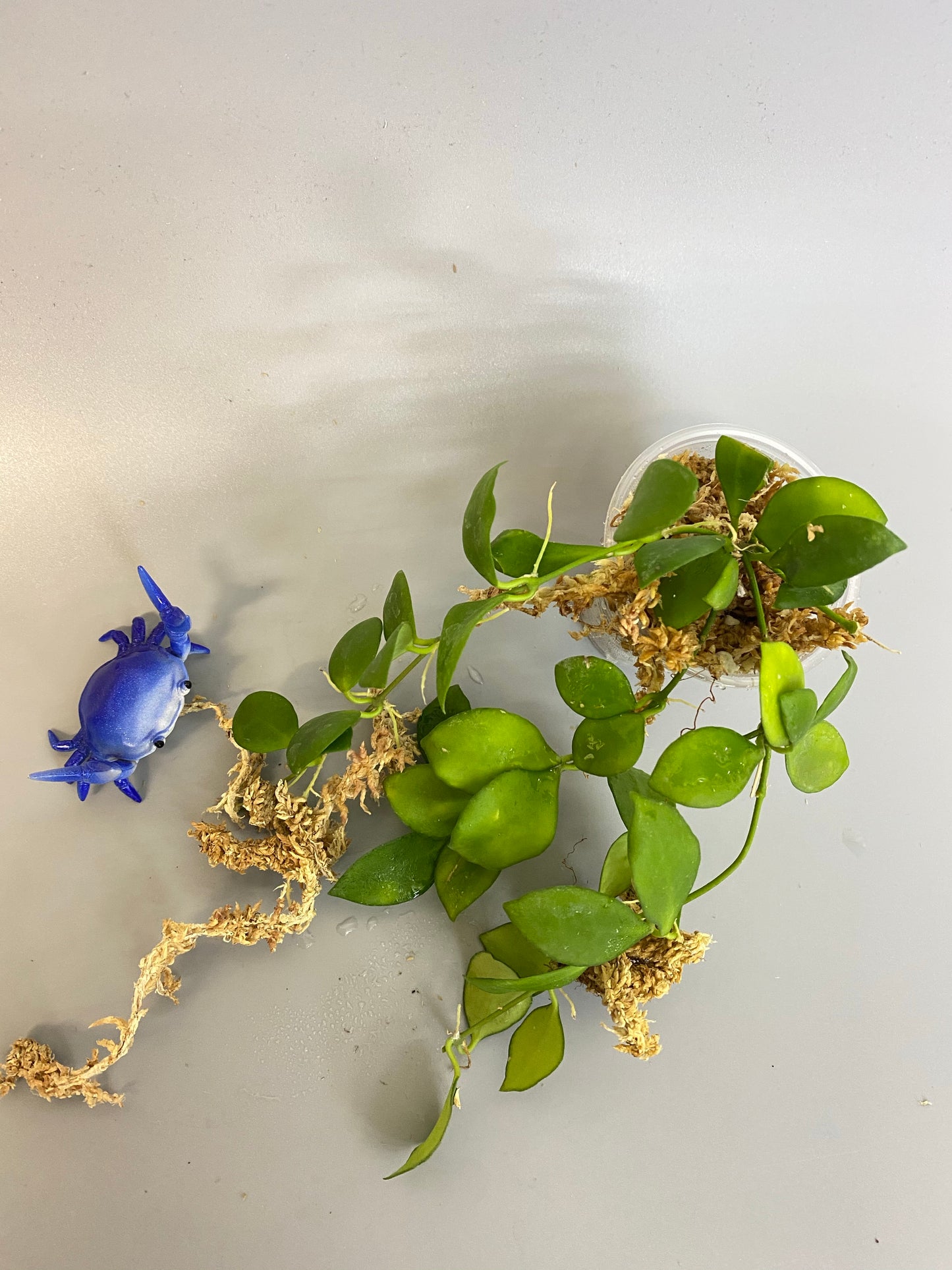 Hoya heuschkeliana pink - has roots