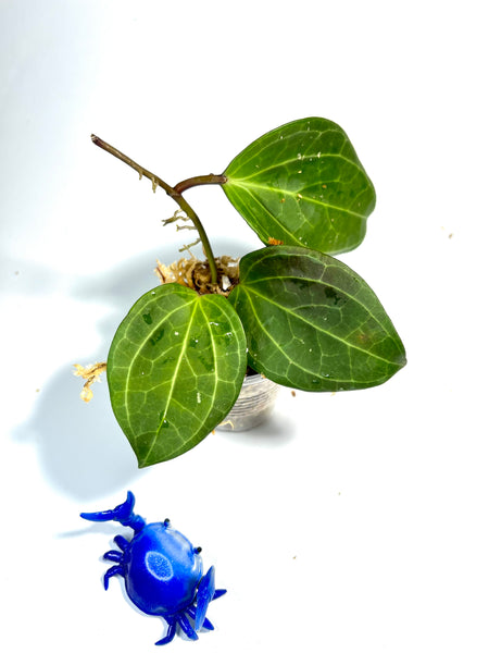 Hoya Latifolia seeds AH001 - Unrooted