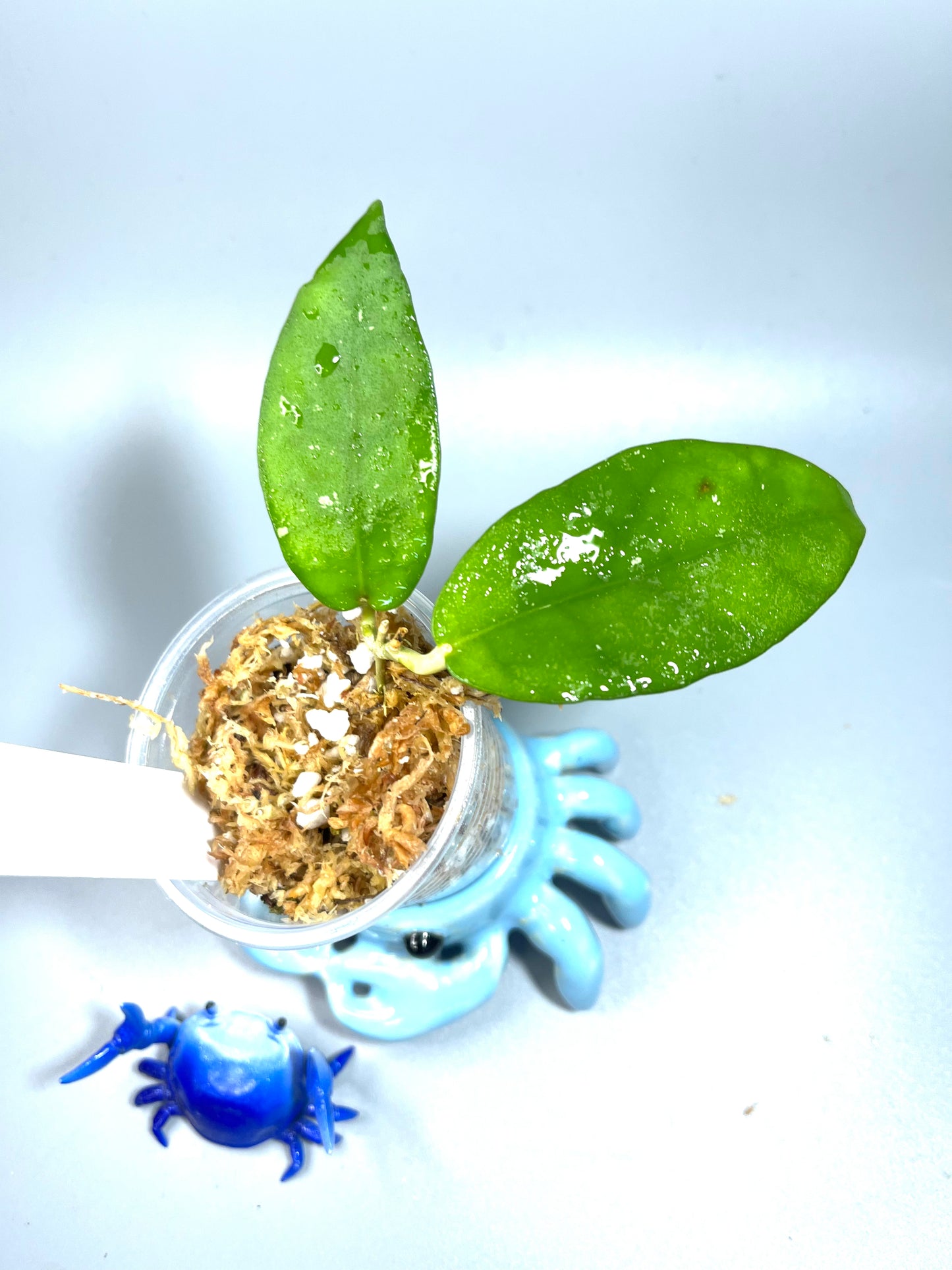 Hoya caudata hooker - Unrooted