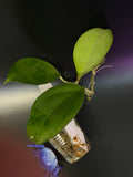 Hoya patcharawalai / Icensis - has roots