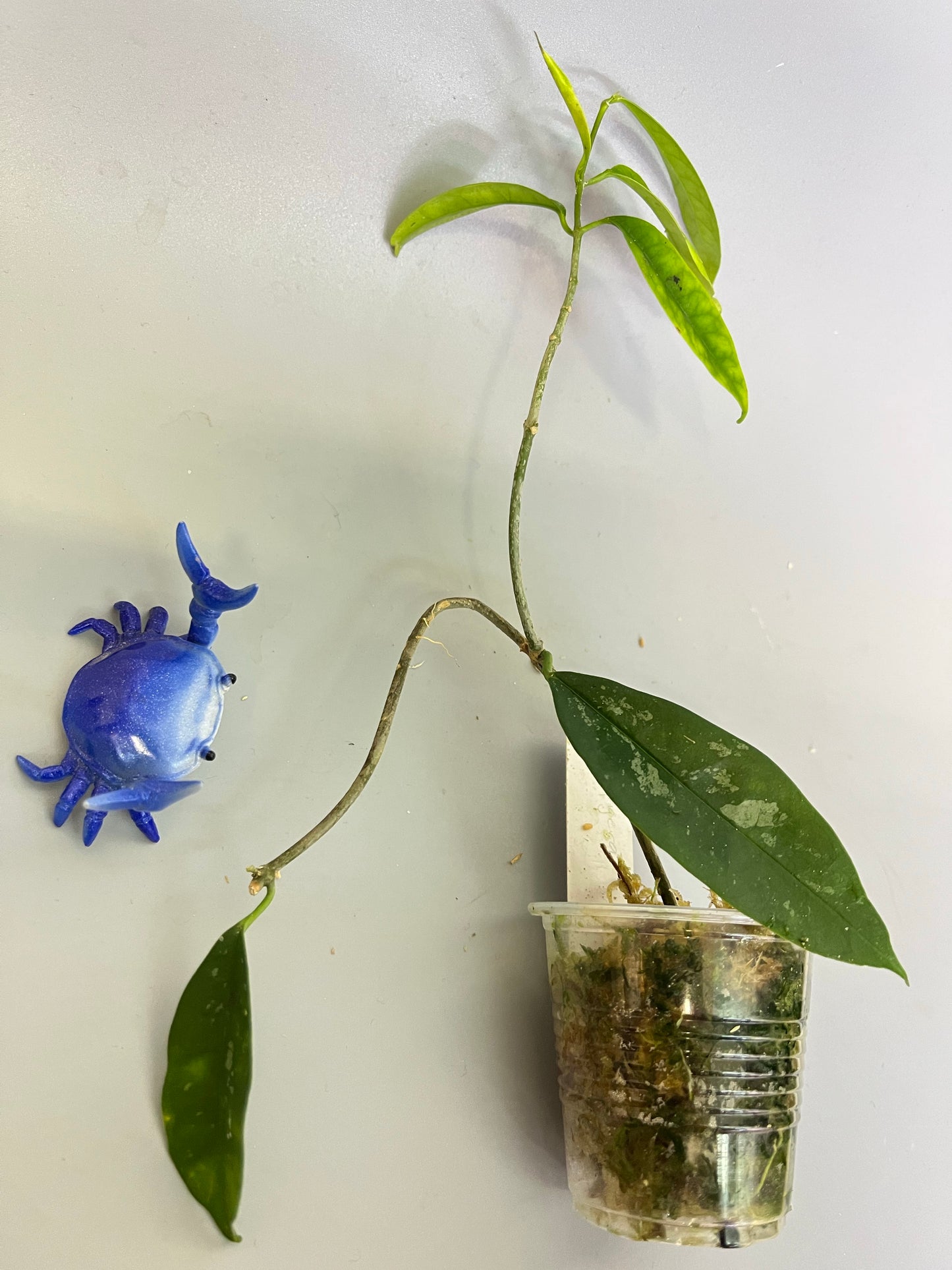 Hoya mappigera with some splash - has some roots