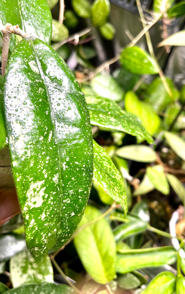 Hoya sp Indonesia yellow - fresh cut 1 node / 1 leaf - Unrooted