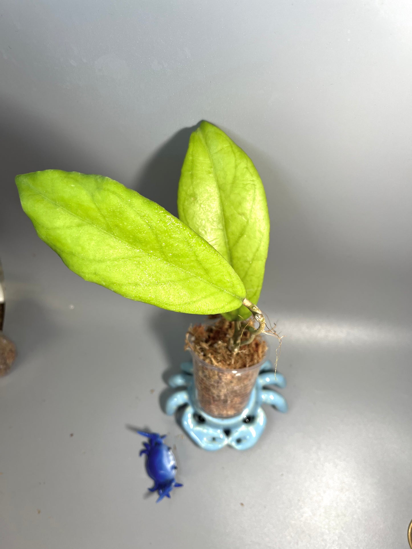 Hoya cv golden eye - Unrooted