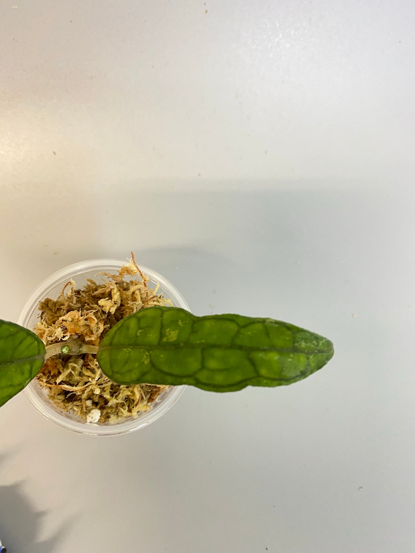 Hoya finlaysonii long leaf - Unrooted