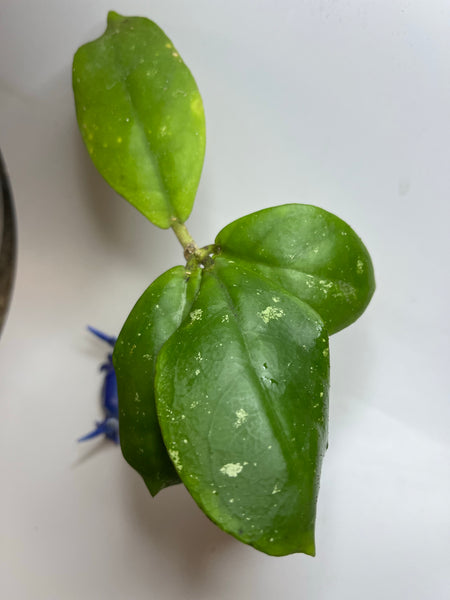 Hoya mitrata with splash - has some roots